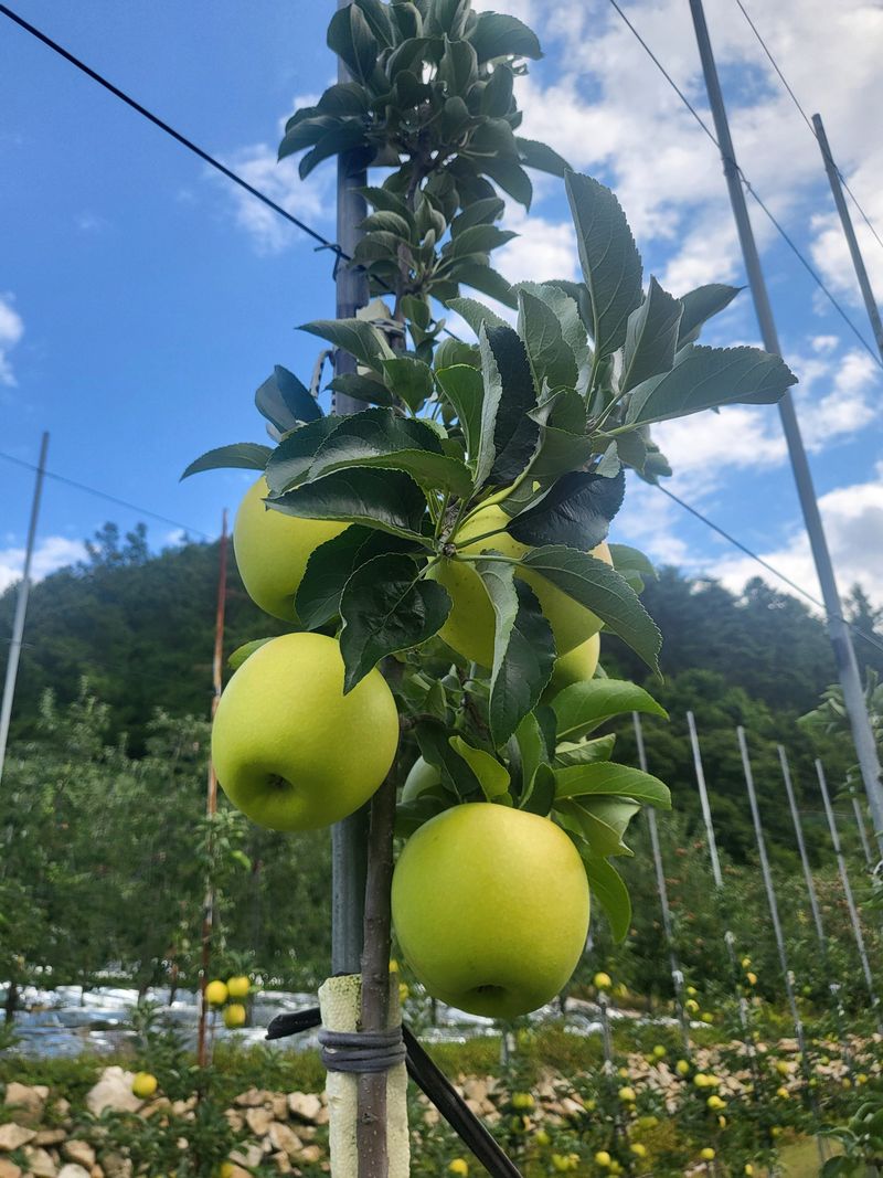 하늘아래사과나무님의 장터 판매 상품 [25년 황금사과 정품 가정용 시나노골드 ] 첨부 사진