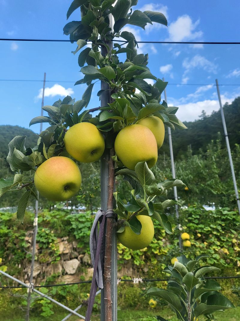 하늘아래사과나무님의 장터 판매 상품 [25년 황금사과 정품 가정용 시나노골드 ] 첨부 사진