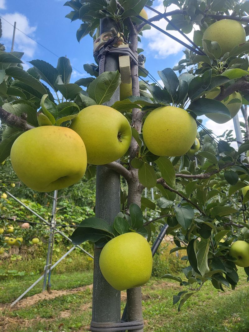 하늘아래사과나무님의 장터 판매 상품 [25년 황금사과 정품 가정용 시나노골드 ] 첨부 사진