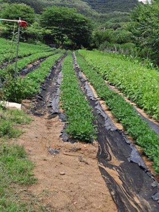 땅콩맘님의 자유주제 · 자유게시판 작성글 사진