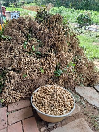 땅콩맘님의 자유주제 · 자유게시판 작성글 사진