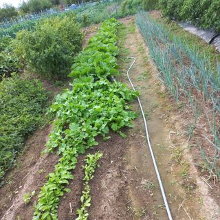 이승욱님의 배추 · 영농일지 작성글 사진