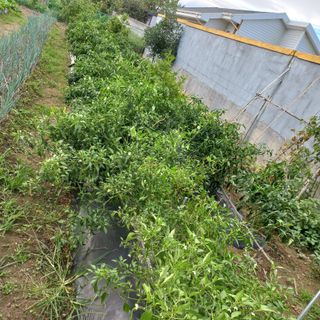 이승욱님의 배추 · 영농일지 작성글 사진