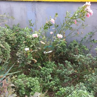 이승욱님의 배추 · 영농일지 작성글 사진