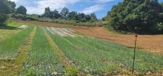 신승철님의 파 · 영농일지 작성글 사진