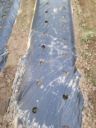 여우내 이순홍님의 기타작물 · 영농일지 작성글 사진