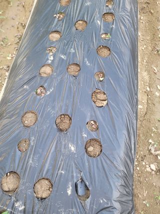 여우내 이순홍님의 기타작물 · 영농일지 작성글 사진