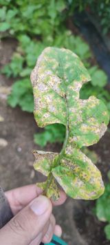 팜모닝 기타작물·병해충상담 게시글 이미지