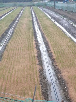 셋아이맘님의 양파 · 자유게시판 작성글 사진