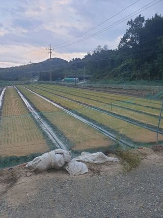 셋아이맘님의 양파 · 자유게시판 작성글 사진