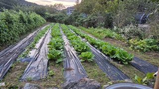 꿈치님의 배추 · 영농일지 작성글 사진