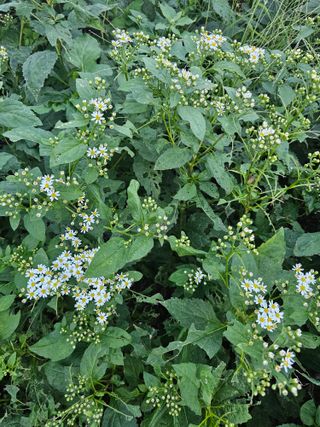 νμ²μ°μ±λμλμ μμ μ£Όμ Β· μμ κ²μν μμ±κΈ μ¬μ§