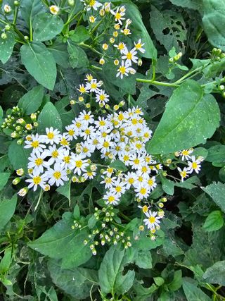 νμ²μ°μ±λμλμ μμ μ£Όμ Β· μμ κ²μν μμ±κΈ μ¬μ§