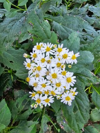 νμ²μ°μ±λμλμ μμ μ£Όμ Β· μμ κ²μν μμ±κΈ μ¬μ§