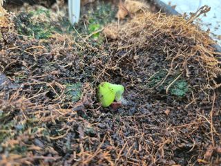 늘햇살팜 님의 호박 · 영농일지 작성글 사진