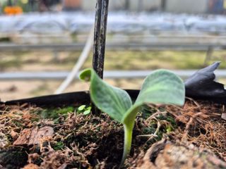 늘햇살팜 님의 호박 · 영농일지 작성글 사진