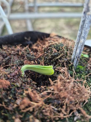 늘햇살팜 님의 호박 · 영농일지 작성글 사진