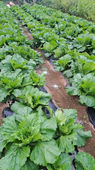 서은숙님의 배추 · 영농일지 작성글 사진