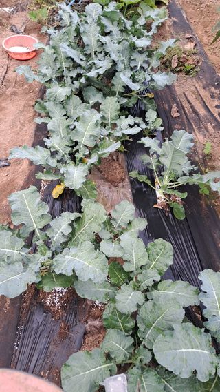 서은숙님의 배추 · 영농일지 작성글 사진