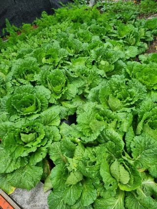 김용대님의 자유주제 · 자유게시판 작성글 사진