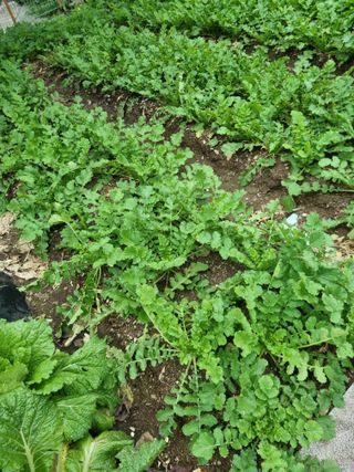 김용대님의 자유주제 · 자유게시판 작성글 사진