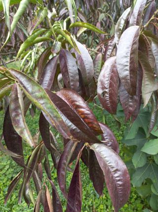 심무재 님의 복숭아 · 자유게시판 작성글 사진