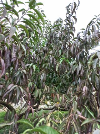 심무재 님의 복숭아 · 자유게시판 작성글 사진