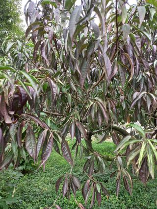 심무재 님의 복숭아 · 자유게시판 작성글 사진