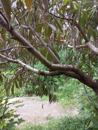 심무재 님의 복숭아 · 자유게시판 작성글 사진