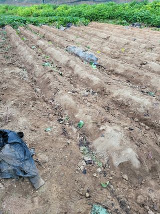 정금천님의 고구마 · 영농일지 작성글 사진