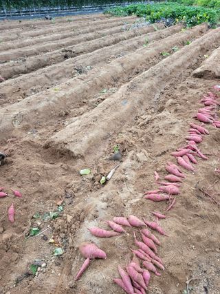 정금천님의 고구마 · 영농일지 작성글 사진
