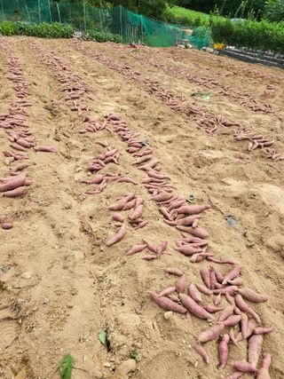 정금천님의 고구마 · 영농일지 작성글 사진