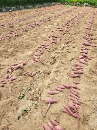 정금천님의 고구마 · 영농일지 작성글 사진