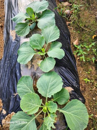 김치국님의 배추 · 영농일지 작성글 사진