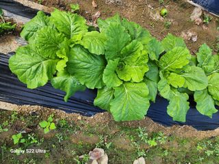 김치국님의 배추 · 영농일지 작성글 사진