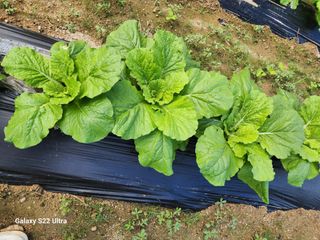 김치국님의 배추 · 영농일지 작성글 사진