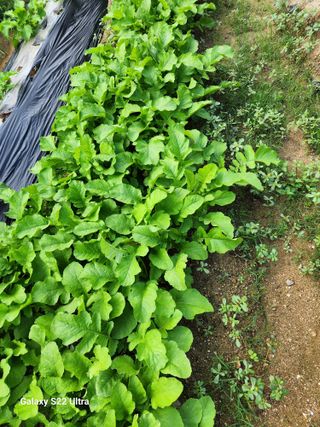 김치국님의 배추 · 영농일지 작성글 사진