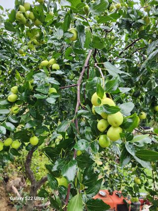 김치국님의 배추 · 영농일지 작성글 사진