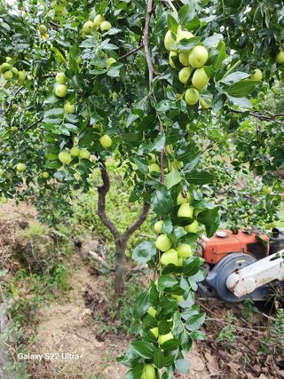 김치국님의 배추 · 영농일지 작성글 사진