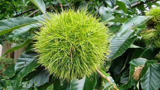 권혁렬님의 기타작물 · 영농일지 작성글 사진