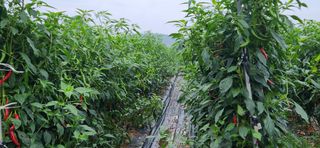 병아리농사꾼님의 고추 · 영농일지 작성글 사진