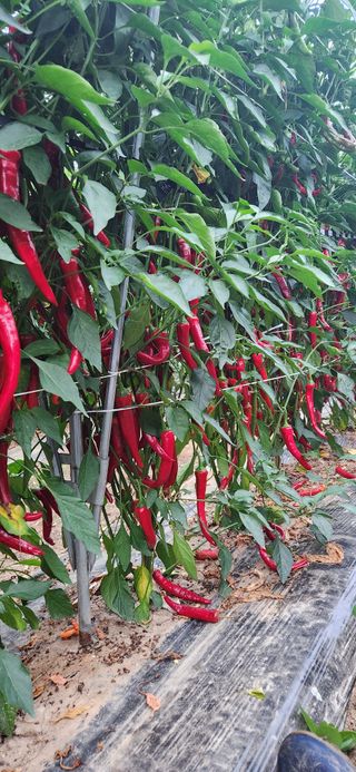 병아리농사꾼님의 고추 · 영농일지 작성글 사진