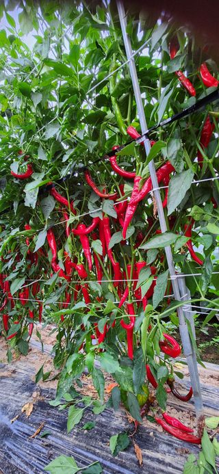 병아리농사꾼님의 고추 · 영농일지 작성글 사진