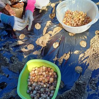 삼성농산님의 자유주제 · 자유게시판 작성글 사진