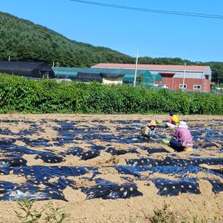 삼성농산님의 자유주제 · 자유게시판 작성글 사진