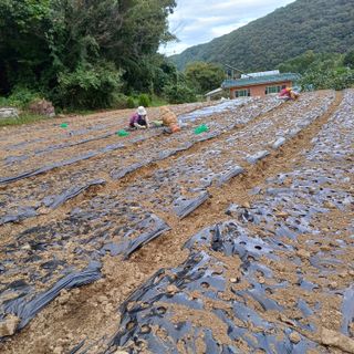 삼성농산님의 자유주제 · 자유게시판 작성글 사진