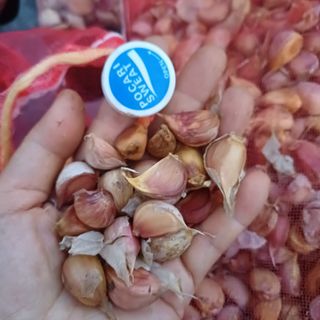 삼성농산님의 자유주제 · 자유게시판 작성글 사진