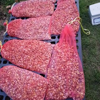 삼성농산님의 자유주제 · 자유게시판 작성글 사진