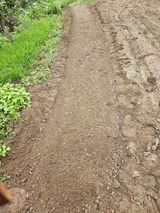 팜모닝 마늘·영농일지 게시글 이미지