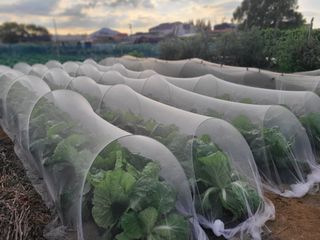 김도훈님의 배추 · 영농일지 작성글 사진